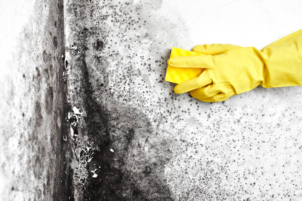 Best Black Mold Removal  in Sylvania, AL