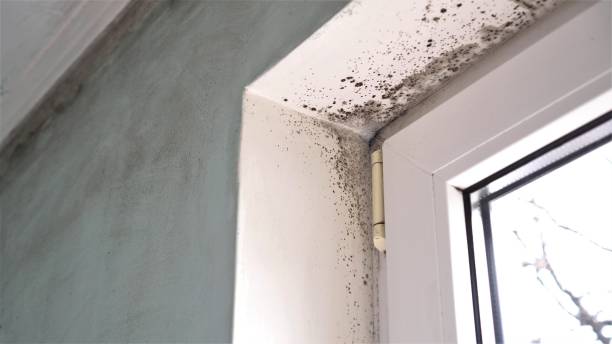 Best Mold Testing  in Sylvania, AL