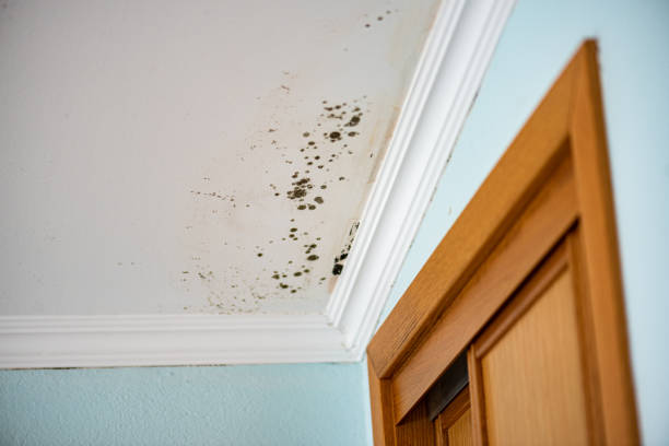 Best Same-Day Mold Removal  in Sylvania, AL