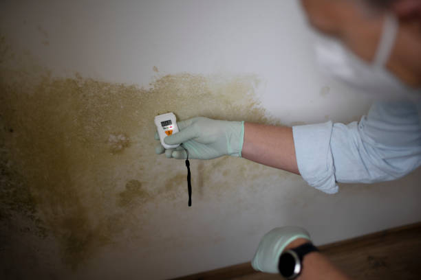 Best Certified Mold Removal  in Sylvania, AL